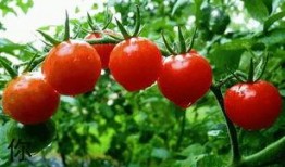 西红柿姐姐网红吃瓜,揭秘娱乐圈幕后真相